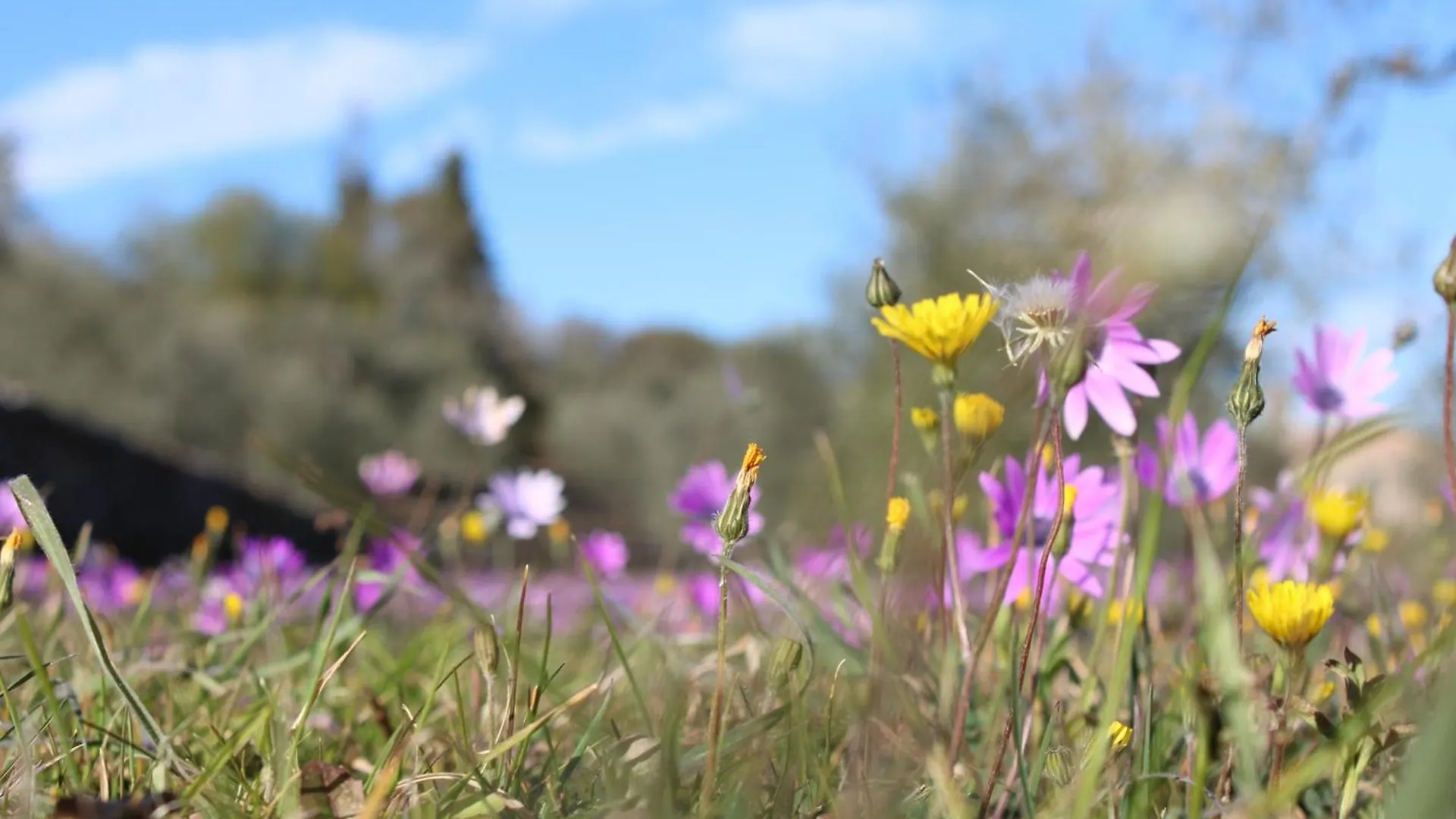 Farm stay Agriturismo Il Caggio Sovicille